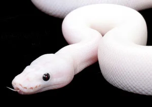 White Templar serpent.